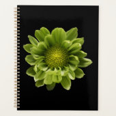 Fleurs | Chrysanthème vert (Devant)