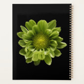 Fleurs | Chrysanthème vert (Dos)