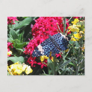 Fleurs colorées de carte postale bleue de papillon