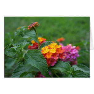 [Fleurs colorées] Lantana camara - Carte de voeux