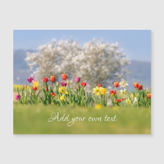 Fleurs colorées Tulipes + Daffodiles Carte magnéti (Devant)