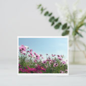 Fleurs Cosmos : Carte postale japonaise (Debout devant)