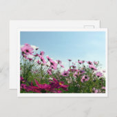 Fleurs Cosmos : Carte postale japonaise (Devant / Derrière)