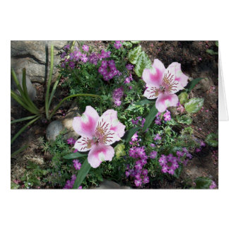 Fleurs d'Alstroemeria
