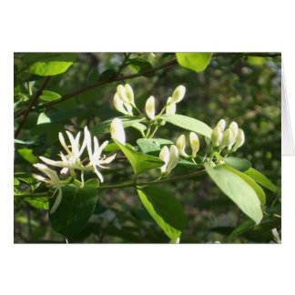Fleurs dans la lumière du printemps
