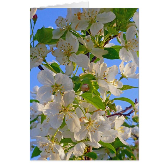 Fleurs d'Apple (Devant)