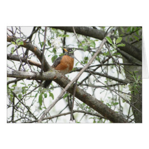 Fleurs d'Apple et Robin, ressort
