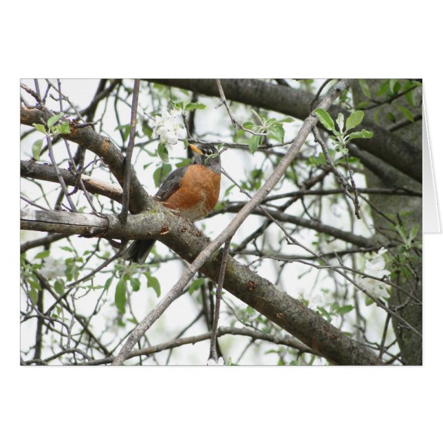 Fleurs d'Apple et Robin, ressort (Devant Horizontal)