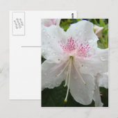 FLEURS D'AZALÉE Azalées Blanches Humides Cartes Ca (Devant / Derrière)