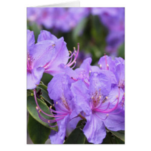 fleurs d'azalée violette 杜 花 鹃