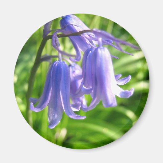 Fleurs de Bluebell - Magnet (Devant)