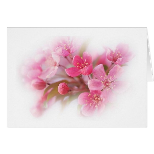 fleurs de bois de chien rose (Devant horizontal)