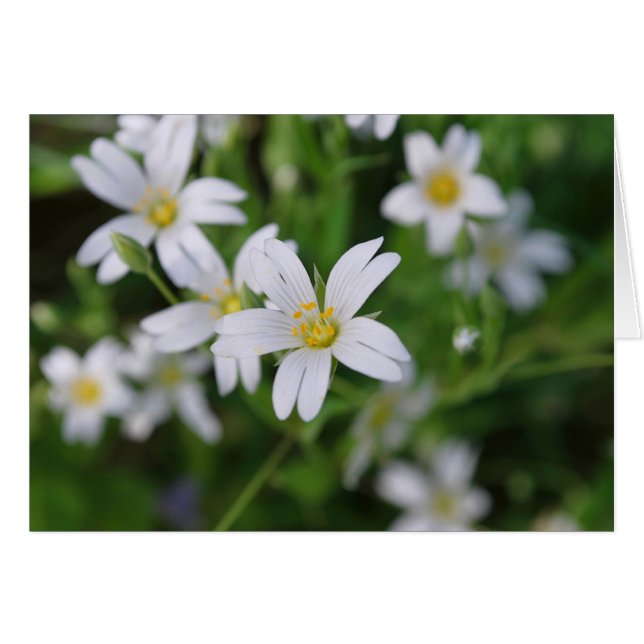 Fleurs de bois sauvages (Devant horizontal)