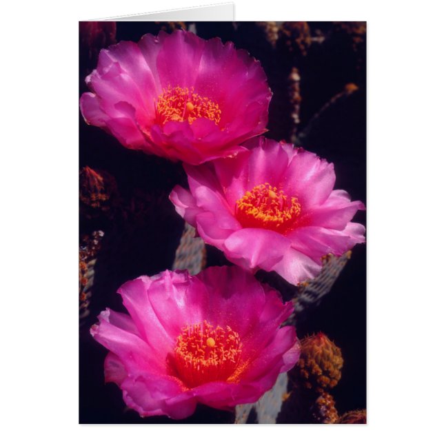 Fleurs de cactus à bec 2 (Devant)