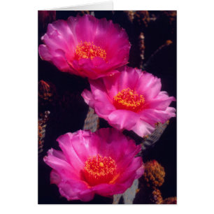 Fleurs de Cactus Beavertail 2
