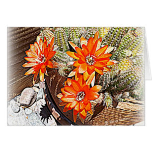 Fleurs de cactus de corde