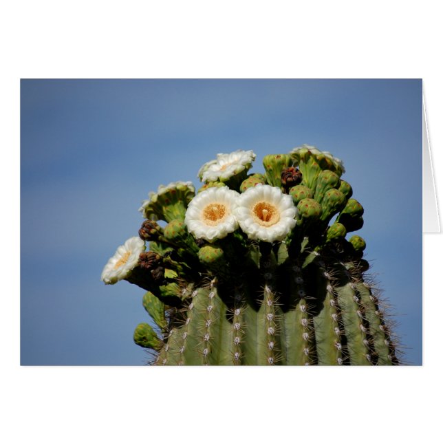 Fleurs de cactus de Saguaro (Devant horizontal)