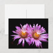 Fleurs de cactus sur carte postale (Devant / Derrière)