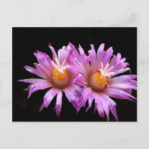 Fleurs de cactus sur carte postale