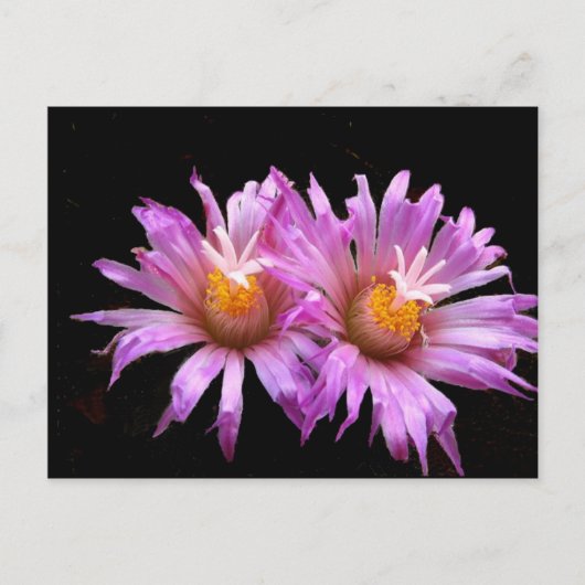 Fleurs de cactus sur carte postale (Devant)