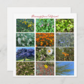 Fleurs de Californie ! Carte de correspondance (Devant / Derrière)