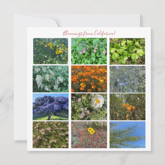 Fleurs de Californie ! Carte de correspondance (Devant)