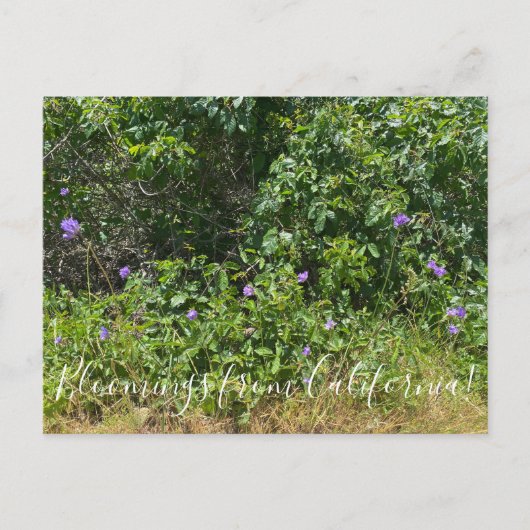 Fleurs de Californie ! Carte postale (Devant)