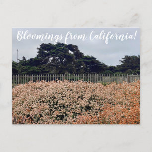 Fleurs de Californie ! Carte postale