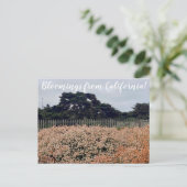 Fleurs de Californie ! Carte postale (Debout devant)
