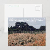 Fleurs de Californie ! Carte postale (Devant / Derrière)