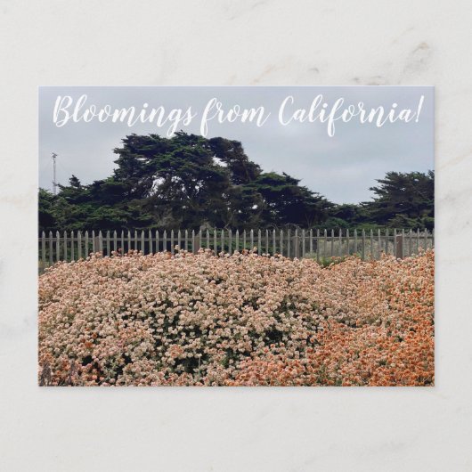 Fleurs de Californie ! Carte postale (Devant)