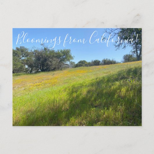 Fleurs de Californie ! Carte postale (Devant)
