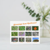 Fleurs de Californie ! Carte postale (Debout devant)