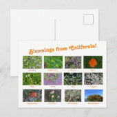 Fleurs de Californie ! Carte postale (Devant / Derrière)