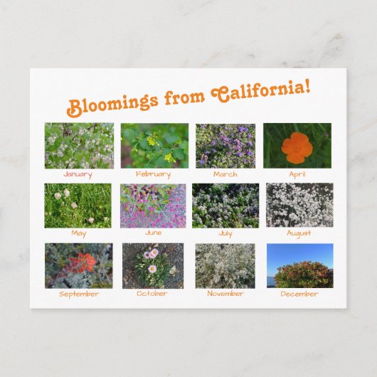 Fleurs de Californie ! Carte postale (Devant)
