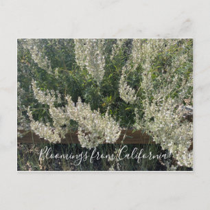 Fleurs de Californie : Carte postale de Sauge blan
