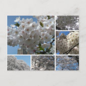 Fleurs de cerisier en fleurs carte postale (Devant)