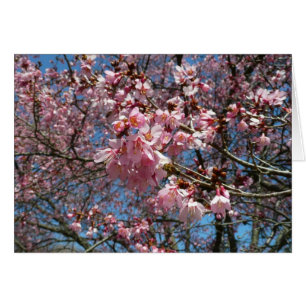 Fleurs de cerisier et fleurs de printemps roses d'