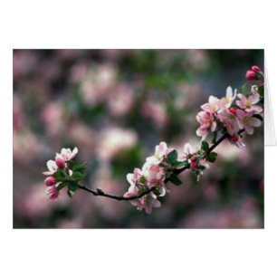 Fleurs de cerisier roses renversantes