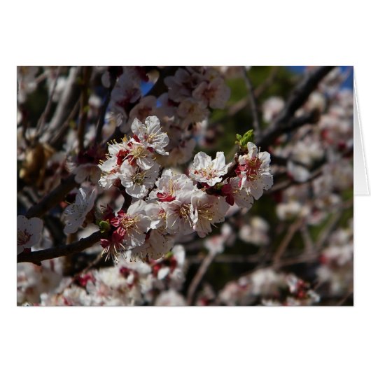 Fleurs de cerisiers (Devant horizontal)