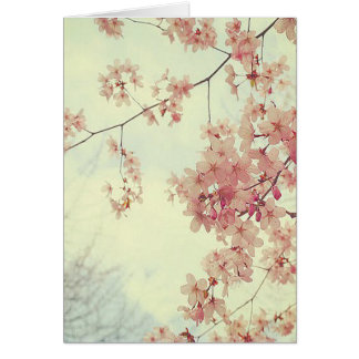 Fleurs de cerisiers