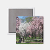 Fleurs de cerisiers à Philadelphie Magnet (Recto/Verso)
