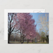 Fleurs de cerisiers en Philadelphie Carte Postale (Devant / Derrière)