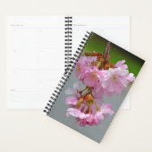 Fleurs de cerisiers roses (Devant avec enveloppe)