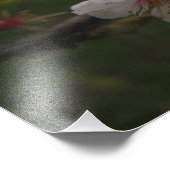 Fleurs de cerisiers roses Photo florale (Coin)