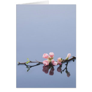 Fleurs de cerisiers sur l'eau