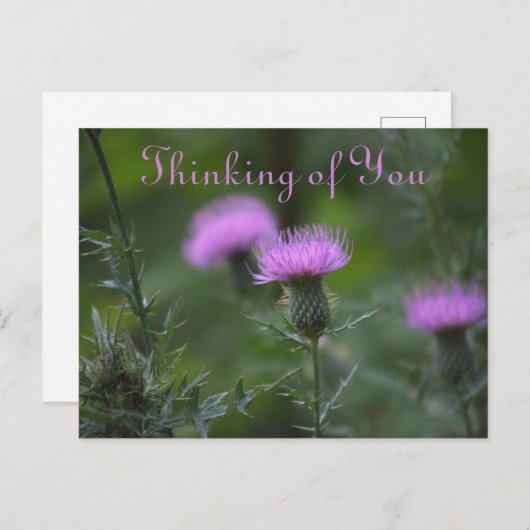 Fleurs de chardon penser à vous carte postale (Devant / Derrière)