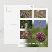 Fleurs de Chypre carte postale (Devant / Derrière)