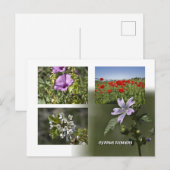 Fleurs de Chypre carte postale (Devant / Derrière)