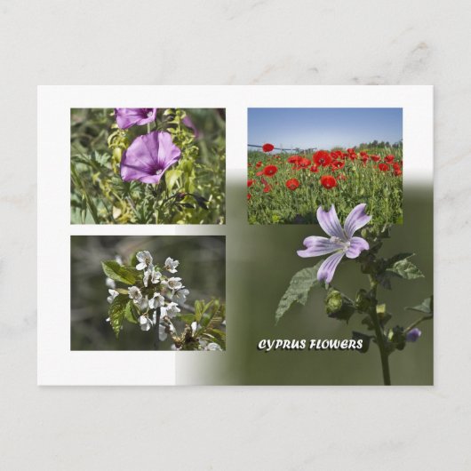 Fleurs de Chypre carte postale (Devant)